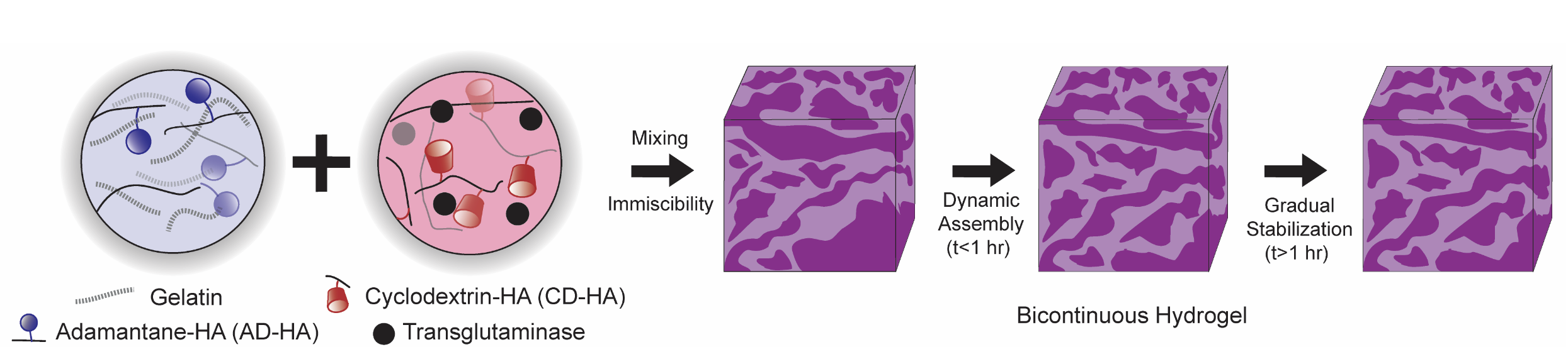 Graphic showing how the combination of gelatin and hyaluronic acid creates a bicontinuous material.